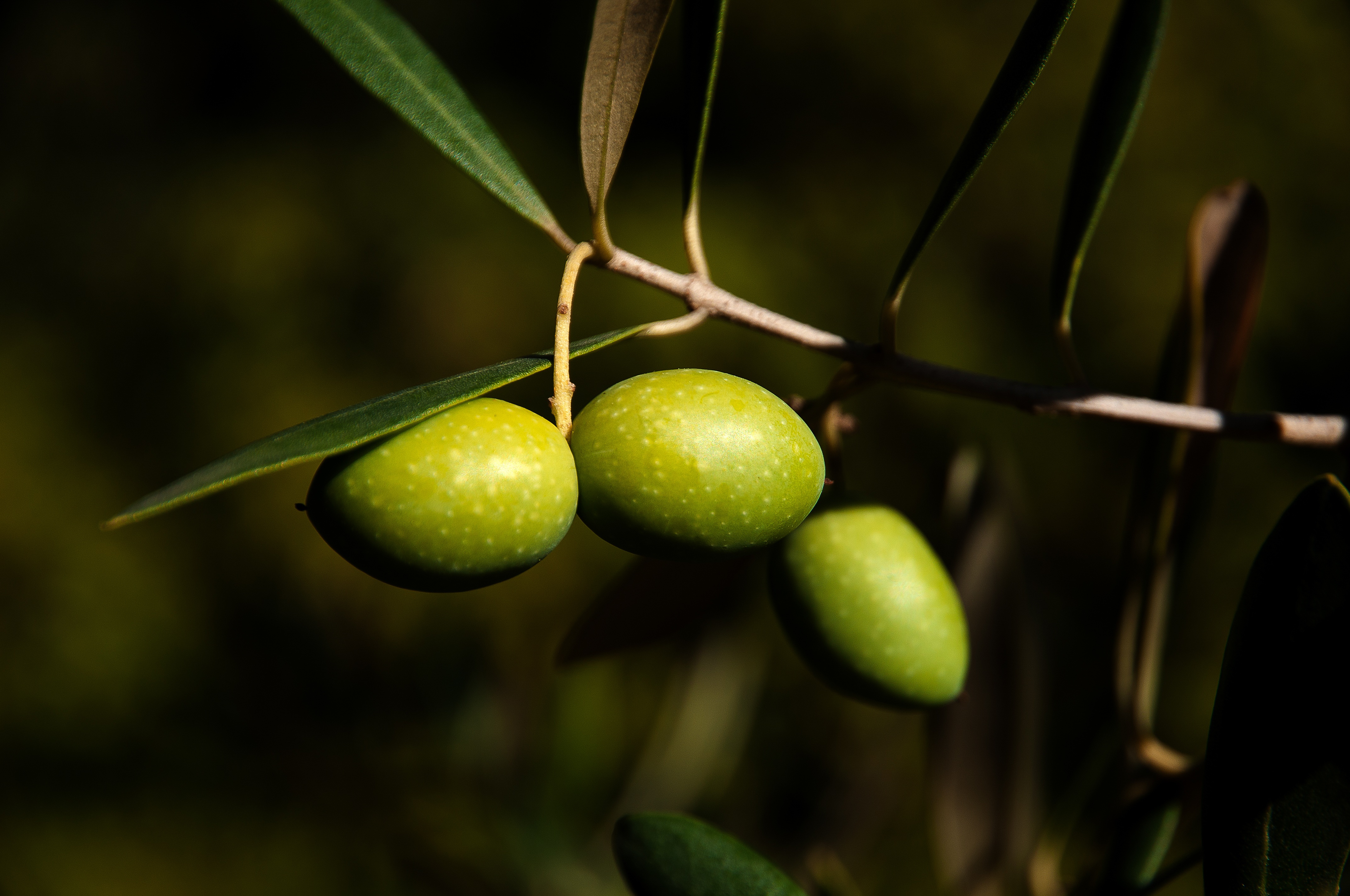 Aceite de oliva virgen extra de Málaga